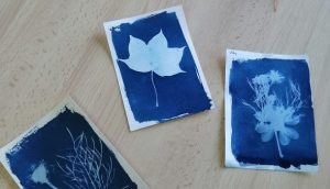 Lire la suite à propos de l’article Empreintes végétales et cyanotype